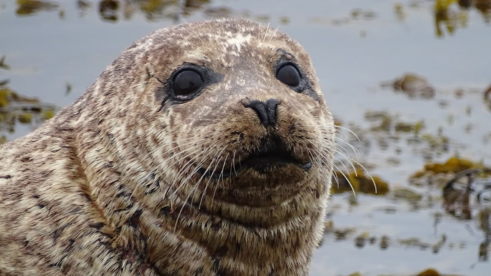 Wildlife Rangers, Tilgate Park (12–16yrs)
