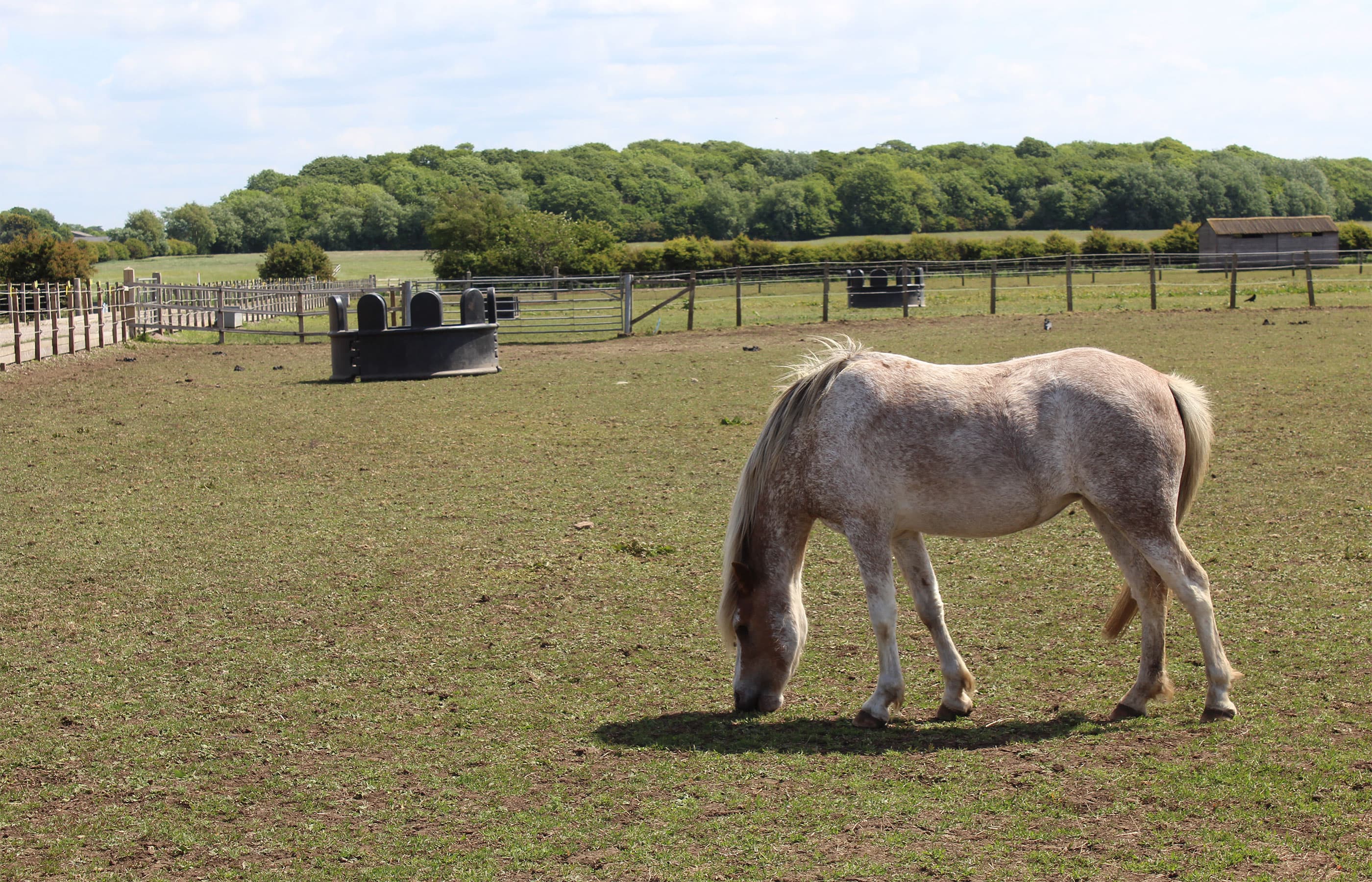 World Horse Welfare Penny Farm